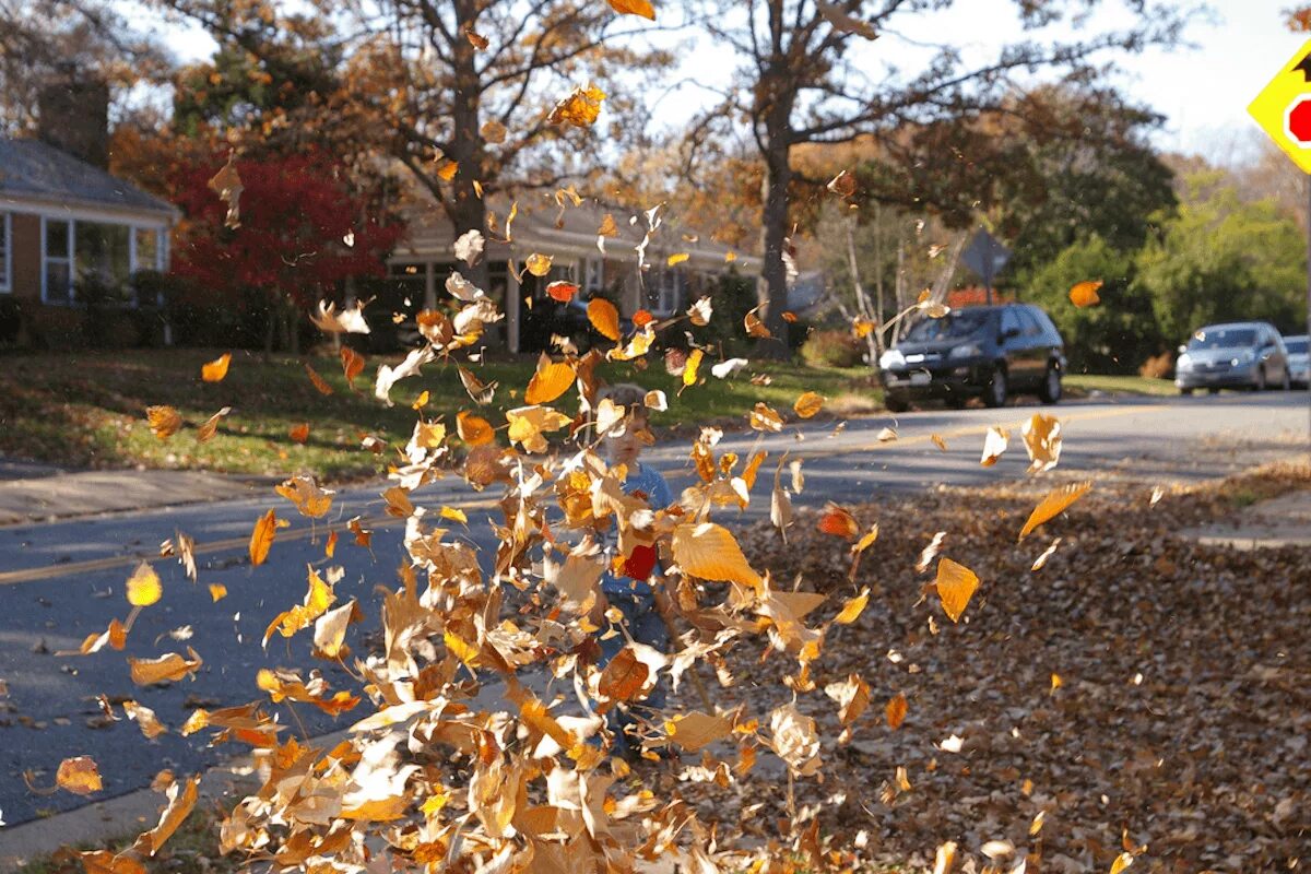 Leaves blowing on a single note. Blowing leaves. wind blows the leaves. the leaves are blowing away. the wind blew.