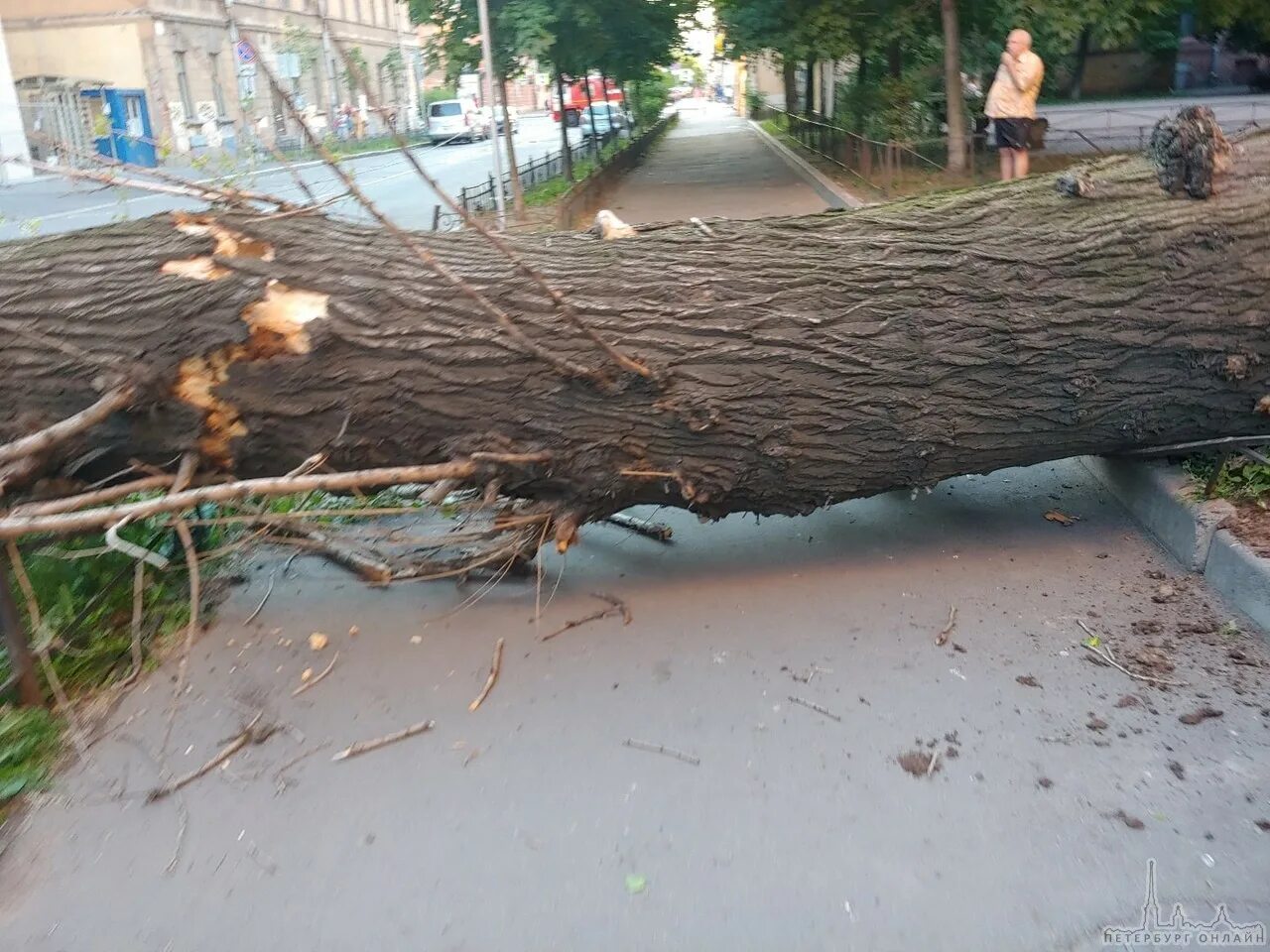 Поваленное дерево. Падающее дерево. Деревья не терпят