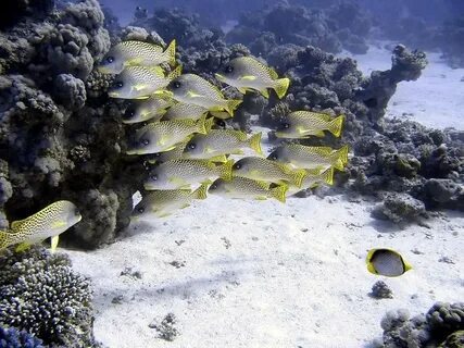 Черный морские обитатели