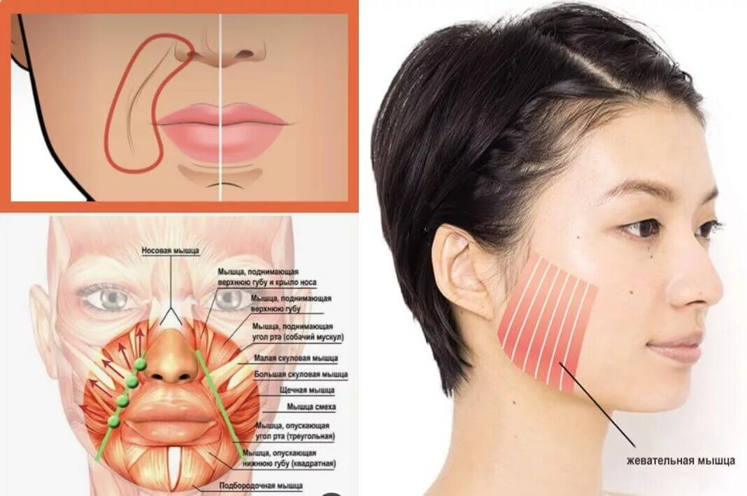 Тейпирование носогубных складок схема. Мышца носогубной складки. Мышцы на лице отвечающие за носогубную складку. Тейпирование лица для носогубных складок.