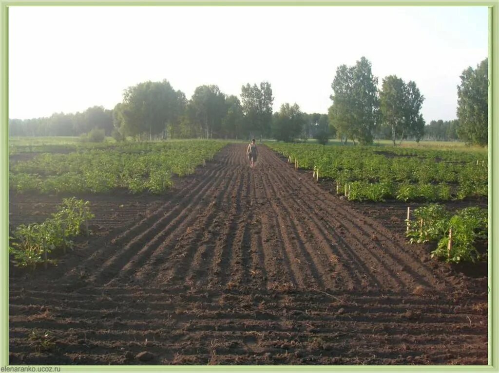 Полевой участок что можно. Методика полевого опьiта. Методика полевого опыта. Полевой опыт. Размещение полевого опыта.