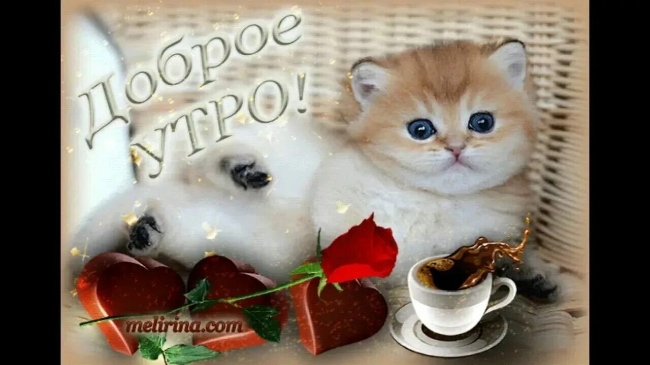 Картинки с пожеланием доброго утра с котиком