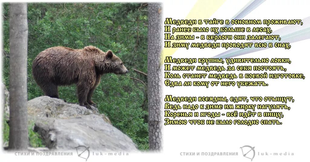 Не будите русского медведя стих текст полностью. Стих про медведя. Стих про медведя для детей. Стих про бурого медведя. Стихи про животных медведь.