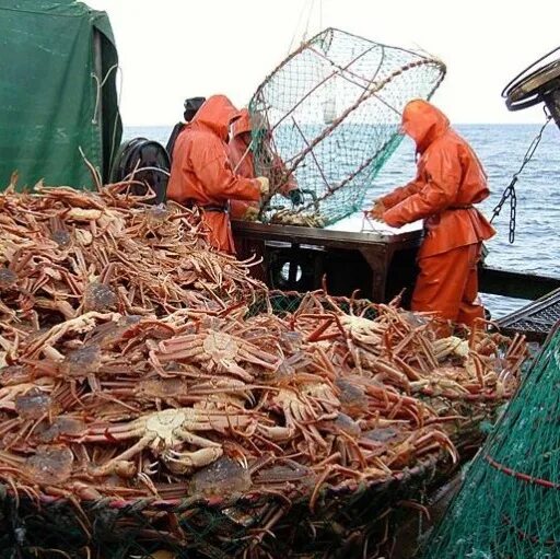 Добыча биологических ресурсов. Ловля крабов. промысел краба. промысел камчатского краба. промысловая добыча крабов.