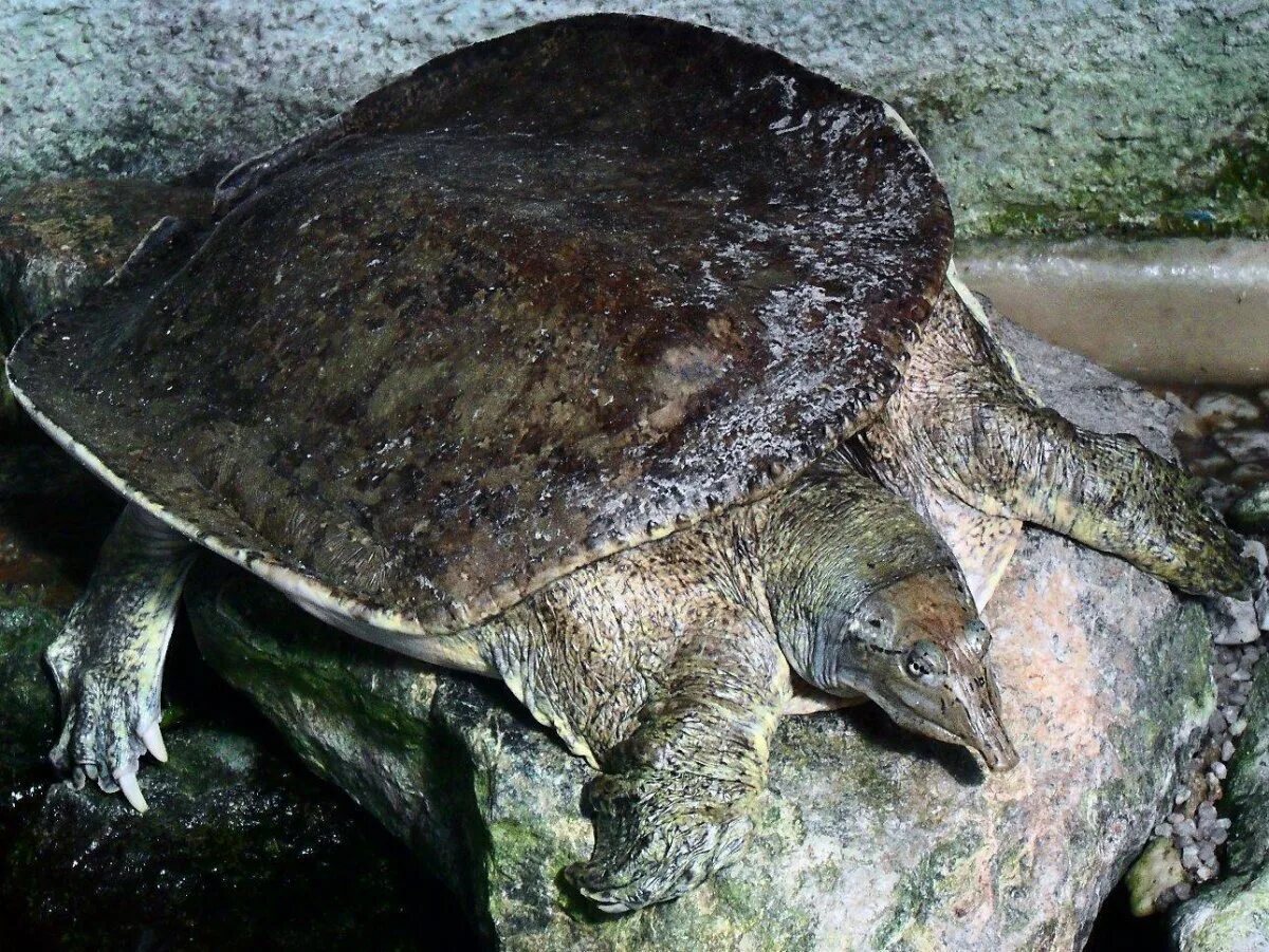 Нильская черепаха. Трионикс черепаха. Дальневосточная черепаха трионикс. Китайский трионикс черепаха. Мягкотелая черепаха трионикс.