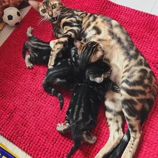 Вес бенгальского котенка