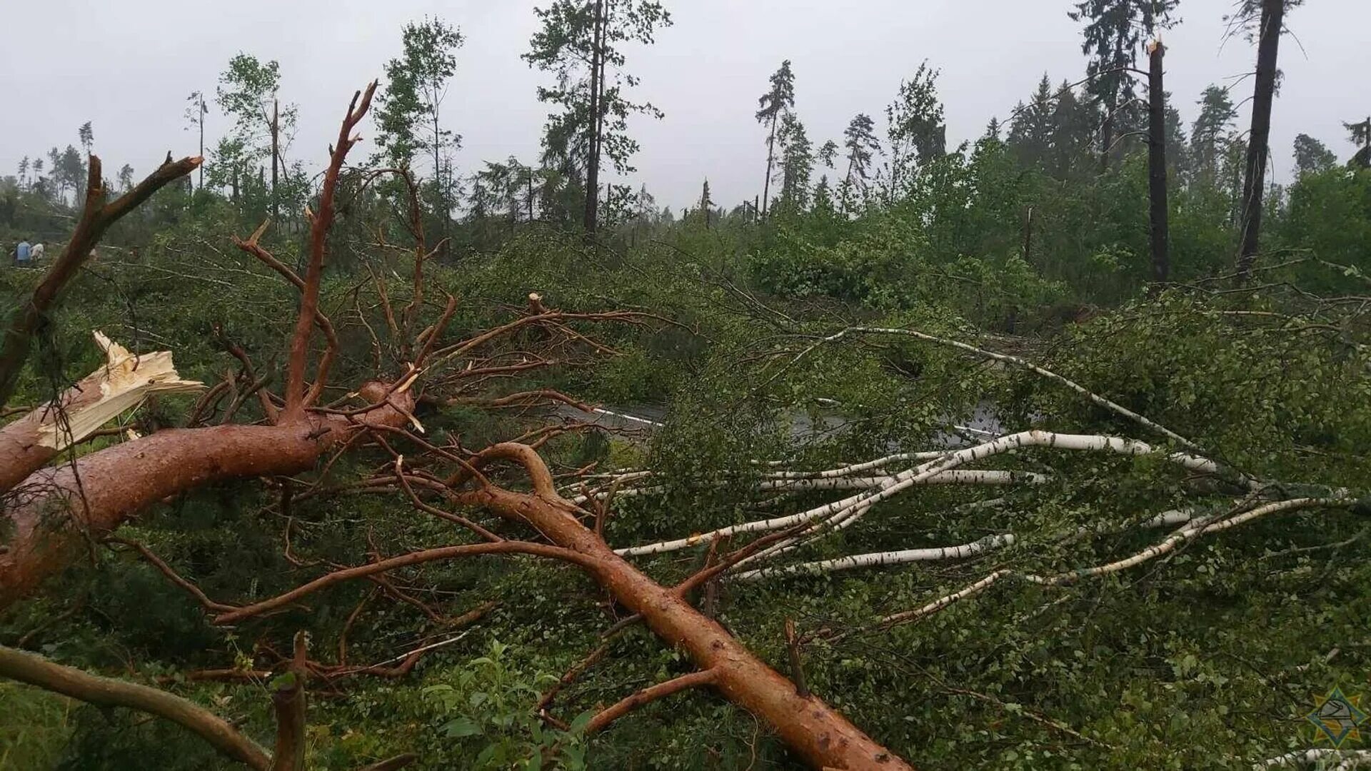 Ураган в Витебской области. Поваленное дерево. Поваленные деревья в лесу после урагана. Лес после урагана.