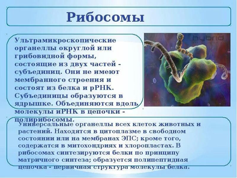Органеллы которые содержат рибосомы. Признаки лизосомы и рибосомы. рибосома лизосома функции. в рибосомах происходит. рибосомы презентация.