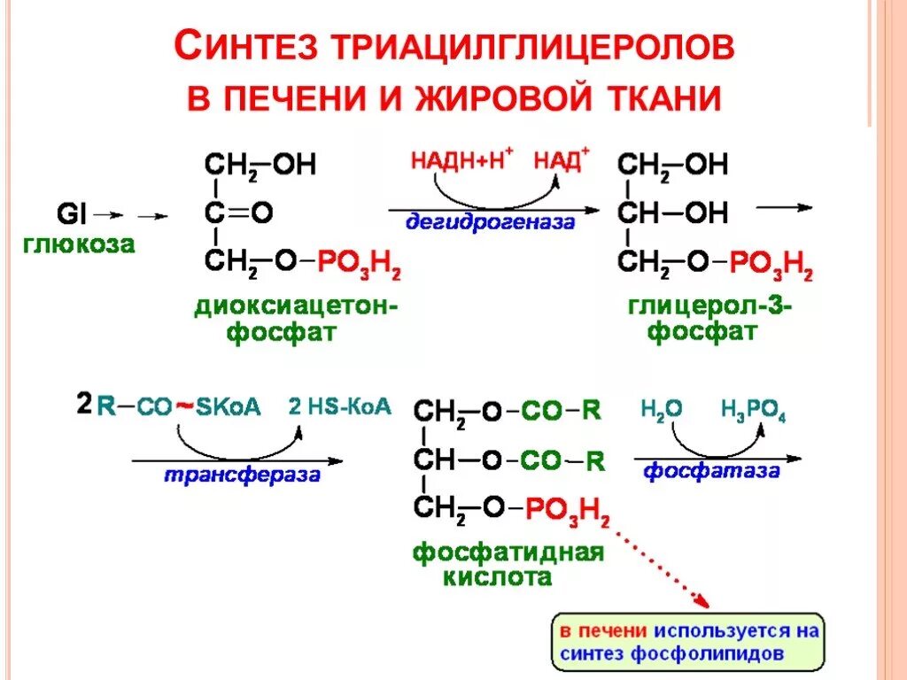 Синтез жиров в кишечнике. Синтез триацилглицеролов в жировой ткани биохимия. Синтез триацилглицеролов из фосфатидной кислоты. Синтез триацилглицеринов в печени и жировой ткани. Схема синтеза тиацилглицерол.