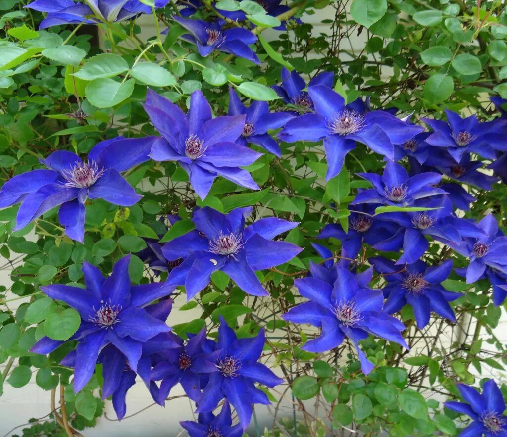 Pin on Beautiful Blue Clematis flower, Clematis, Flower garden plans
