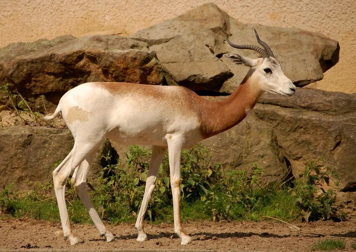 Антилопа в пустыне. Джейран (gazella subgutturosa). Белый орикс, или аравийский орикс. Джейран парнокопытное млекопитающее. Тонконогая пустынная антилопа 7.