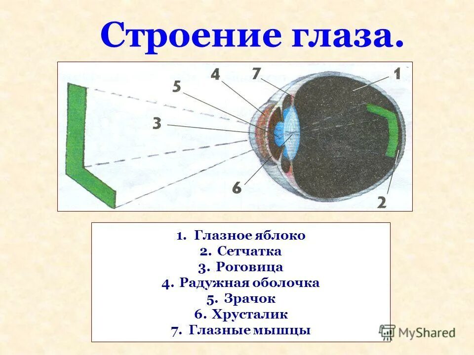 Строение глаза глазное яблоко