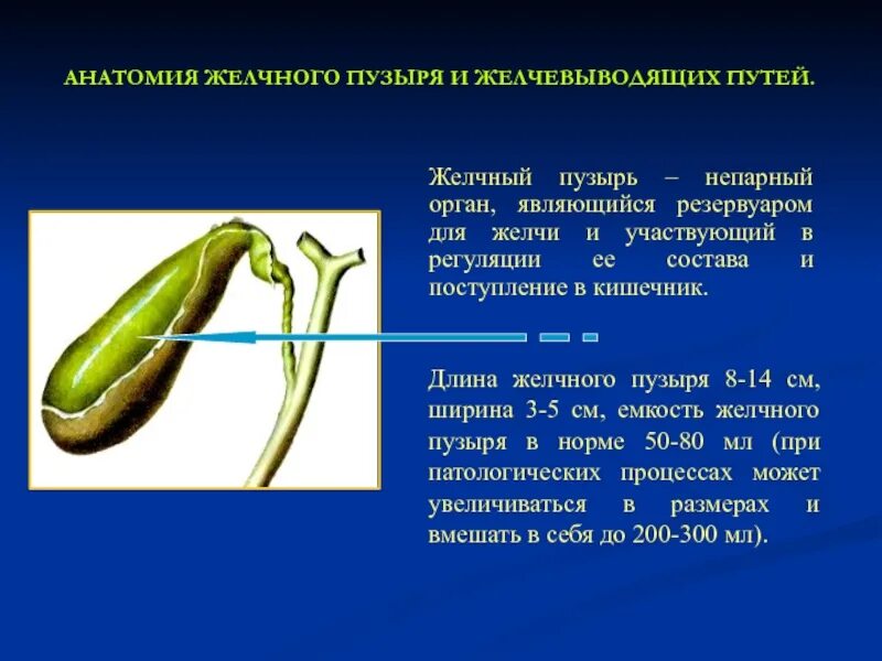 Желчный пузырь умеренный. Емкость желчного пузыря составляет. Содержимое желчного пузыря. Желчный пузырь наполненный.