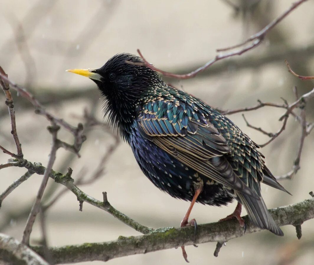 Тома скворец. Скворец поет видео. Желтогрудый скворец. European starling птица. Тома скворец.
