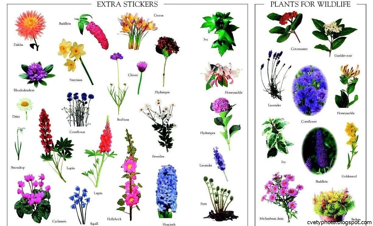Ч5л5т п какой цветок. Цветы названия. Название растений. Цветы названия с картинками. Разные растения.