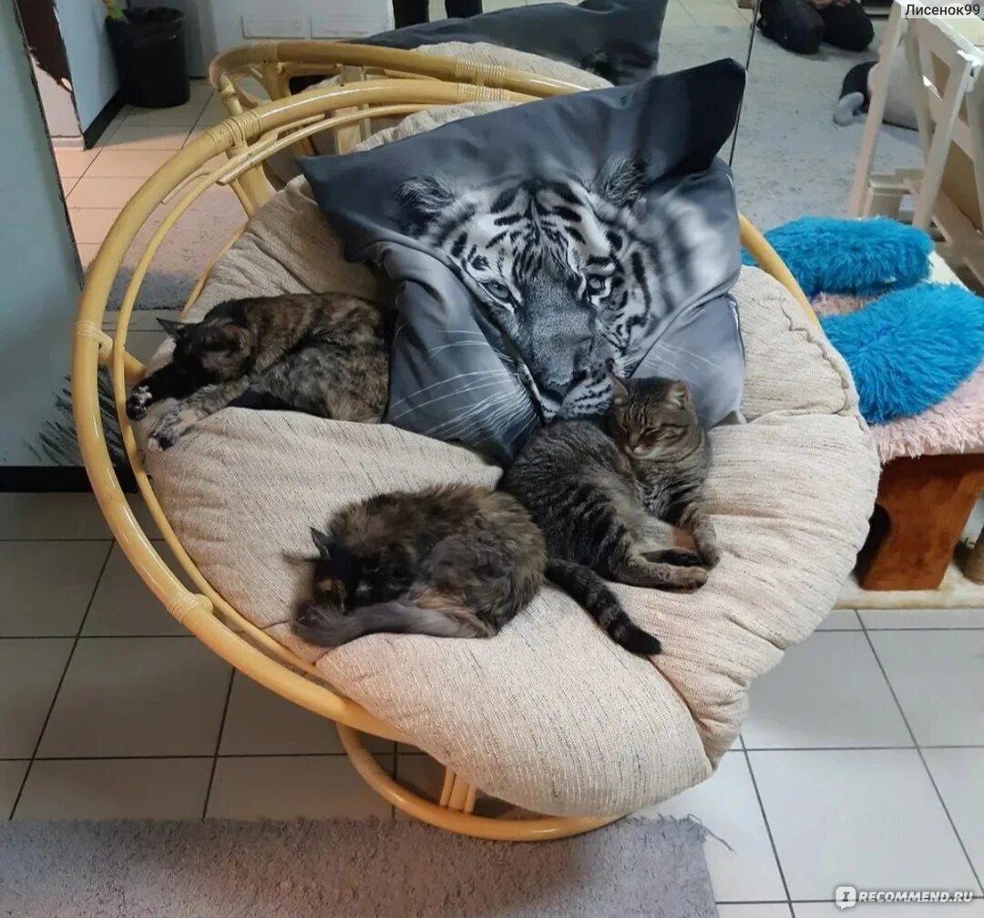 Moore воронеж кафе. Moore, воронеж. Мур мур воронеж. Котокафе воронеж. Котокафе мистер мур воронеж.