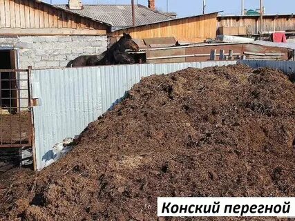 Конский навоз в теплицу осенью