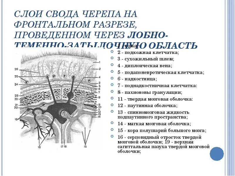 Отдел свода черепа изображение которого сформировано лучами. Отдел свода черепа изображение которого сформировано лучами