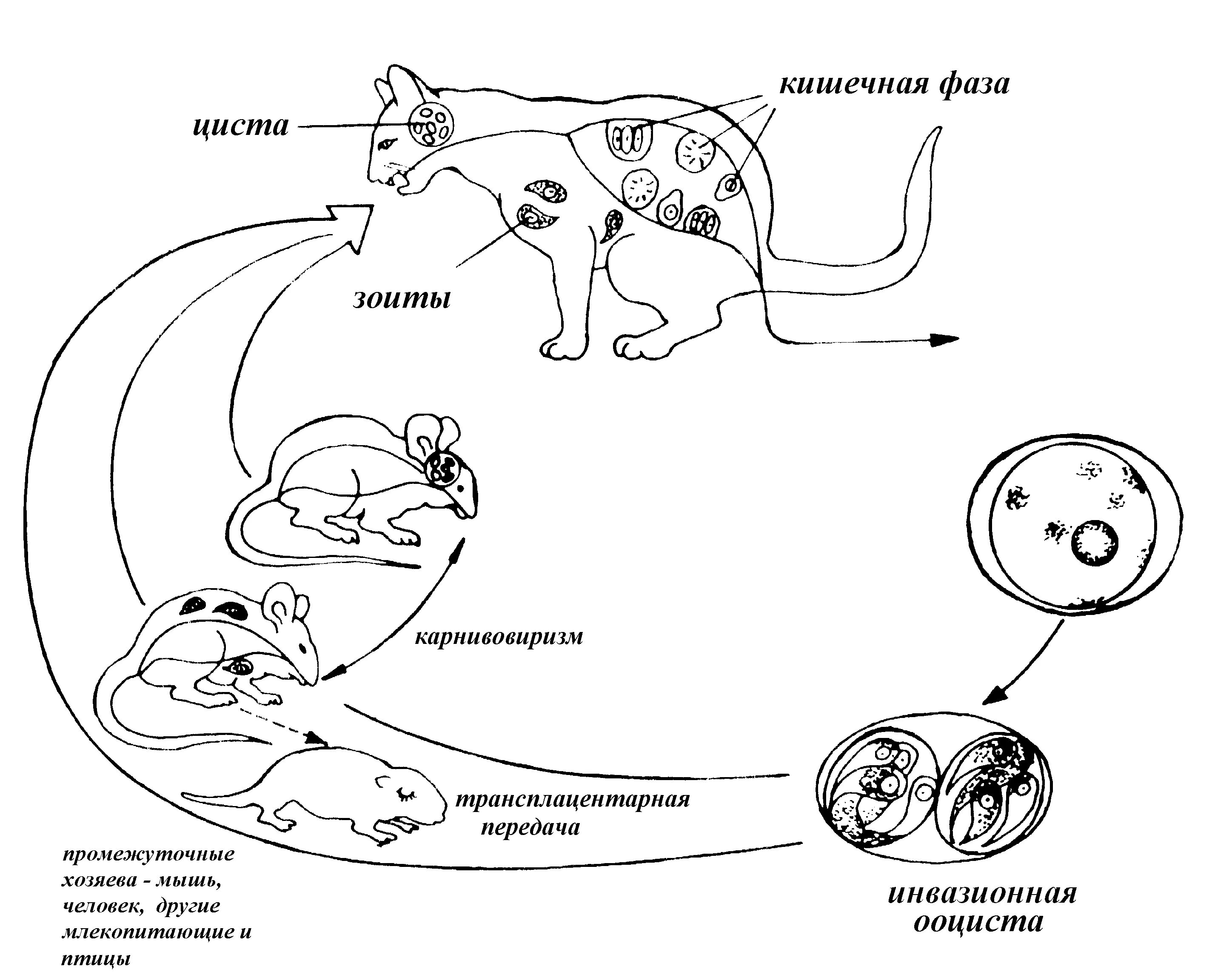 Жизненный цикл Toxoplasma gondii схема. Жизненный цикл токсоплазмы схема. Схема жизненного цикла развития токсоплазмы. Токсоплазмоз кошек жизненный цикл.