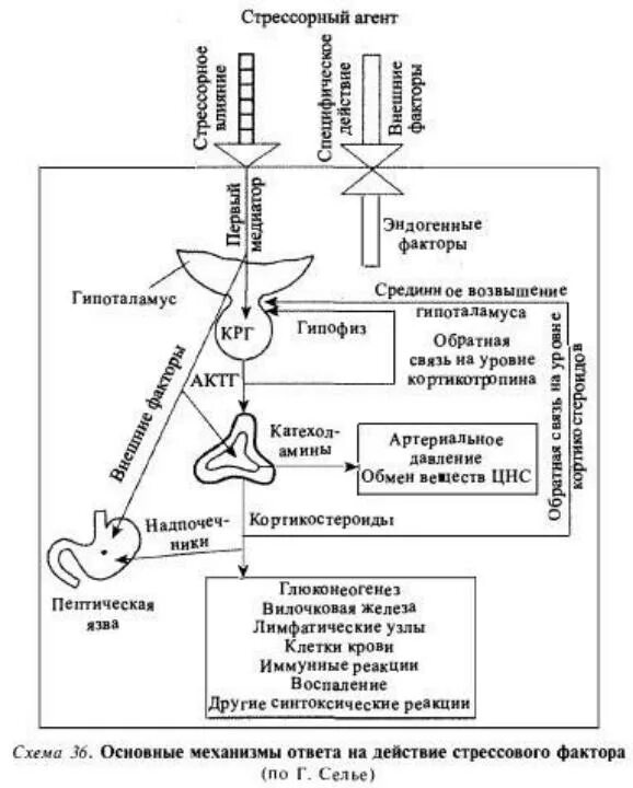 Механизм развития общего адаптационного синдрома. Схема стресса Селье. Схема общего адаптационного синдрома Селье. Схема развития стресса по Селье. Гормоны адаптации