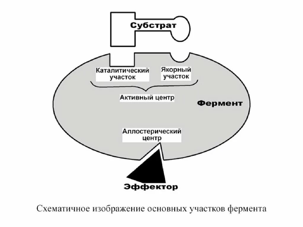 Активная группа фермента