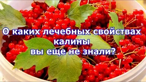 Чем полезна калина