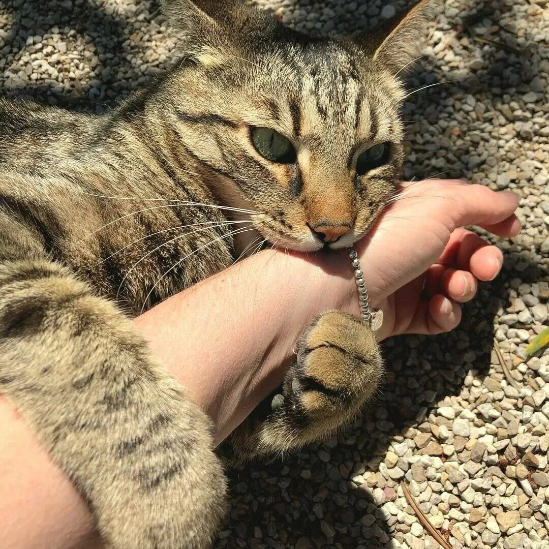 Кошка которая кусается. Кусачая кошка. котенок кусает.