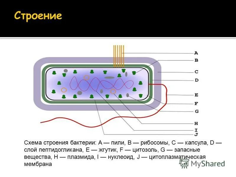 Нуклеоид прокариот