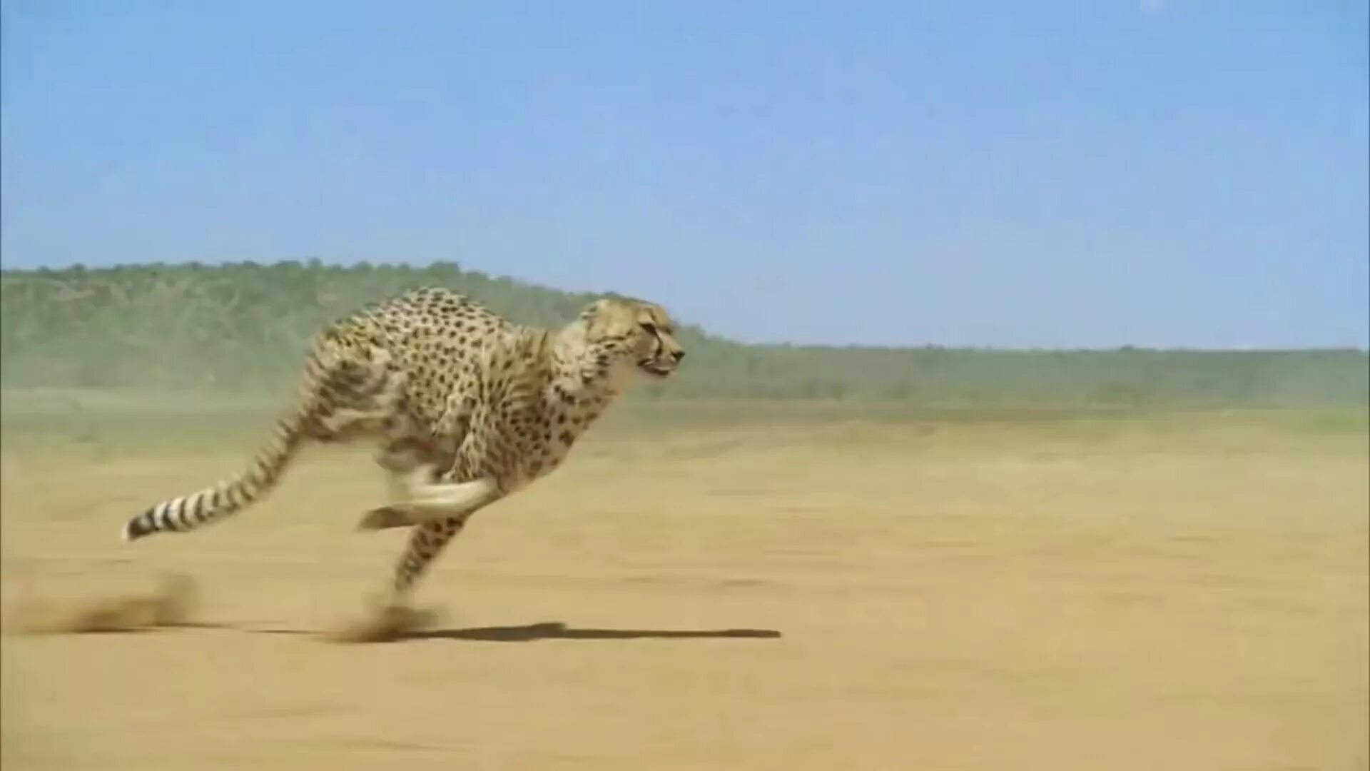 Гепард бежит. Гепард в беге. Гепард в прыжке. Скорость гепарда. Моя бомба петарда скорость гепарда