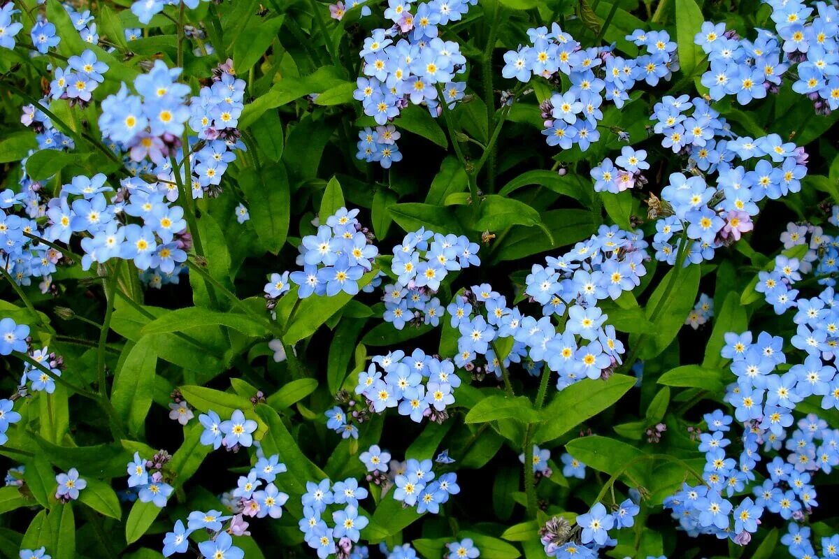 Незабудка Полевая (Myosotis arvensis). Незабудка Чекановского Myosotis czekanowskii. Незабудка Лесная Myosotis sylvatica. Незабудка Альпийская Виктори Роуз.