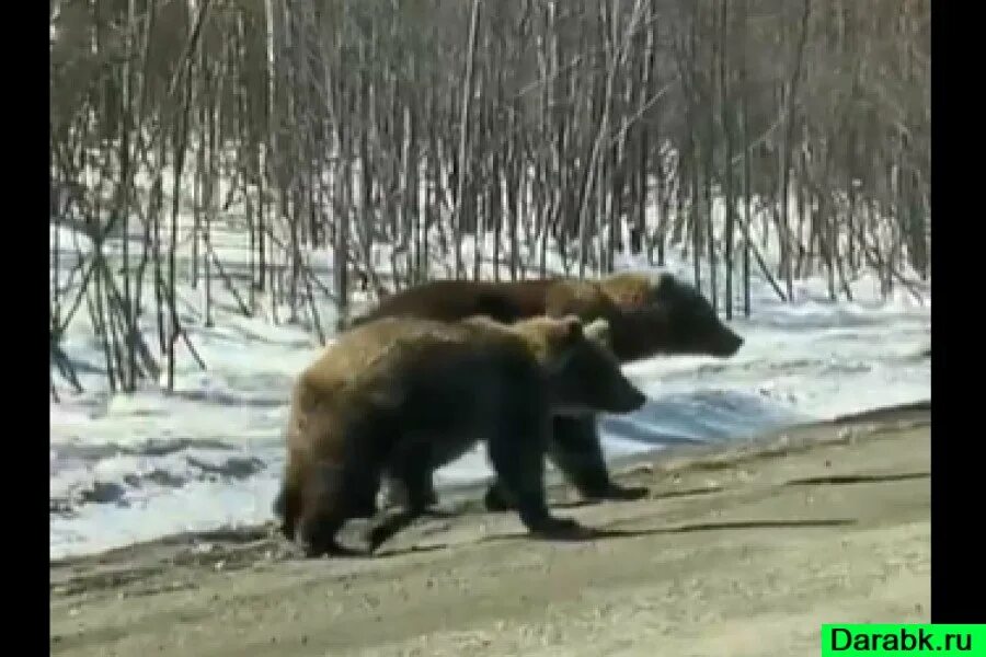 Медведь в Курагинском районе. Медведь Сибирь. Медведь в городе в Сибири. Скорость сибирского медведя