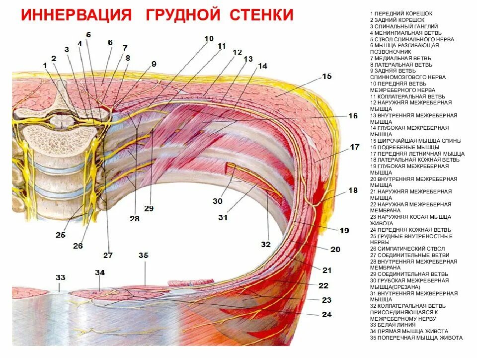 Мышцы внутренних органов образованы