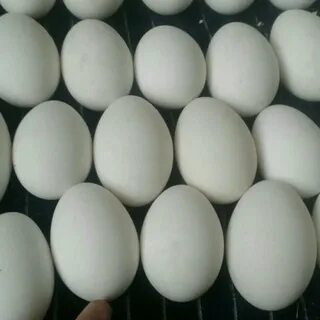 Авито инкубационное яйцо