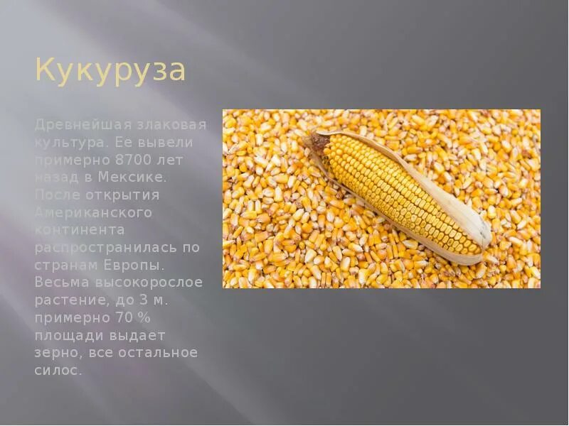 Кукуруза доклад 3 класс. Кукуруза зерновая культура. Кукуруза презентация. Презентация на тему злаковые культуры. Презентация кукуруза 2 класс.