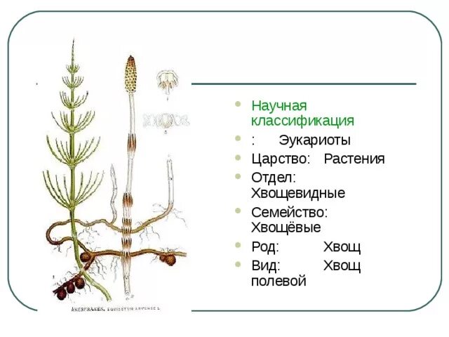 Хвощ полевой таксономич. Классификация хвощевидных растений. Хвощ полевой вид род царство. Хвощ полевой царство.