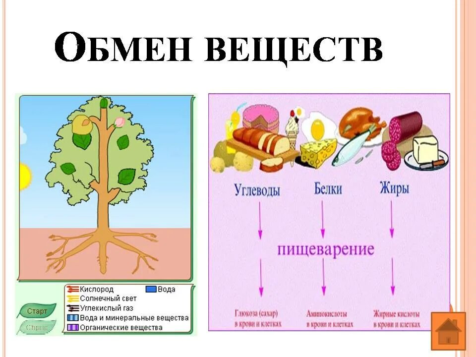 Свойство живого 6 класс. Обмен веществ. Обмен веществ живых организмов. Обменные процессы в организме. Обмен веществ презентация.