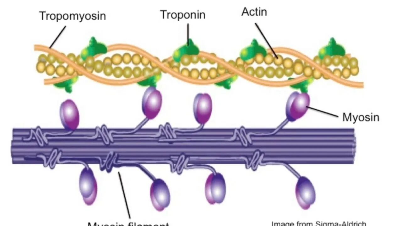 Сокращение белков. Актин и миозин. Строение актина и миозина. Ультраструктура актина и миозина. Актин миозин анатомия.