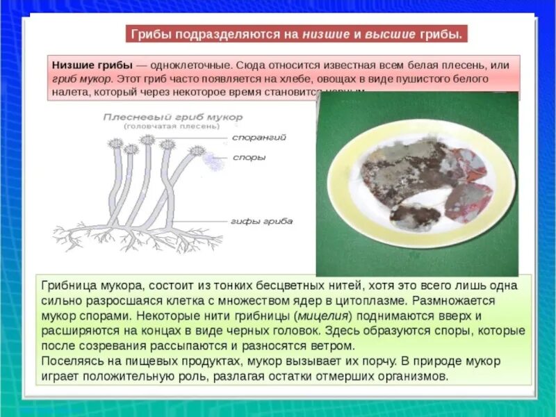 Название низших грибов. Низшие грибы. Характеристика низших грибов. Строение высших и низших грибов. Классификация грибов: низшие и высшие грибы.