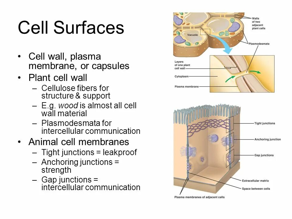Строение плазмодесмы. Plasmodesmata. Cell surface and Cell Wall. Cell surface membrane structure.