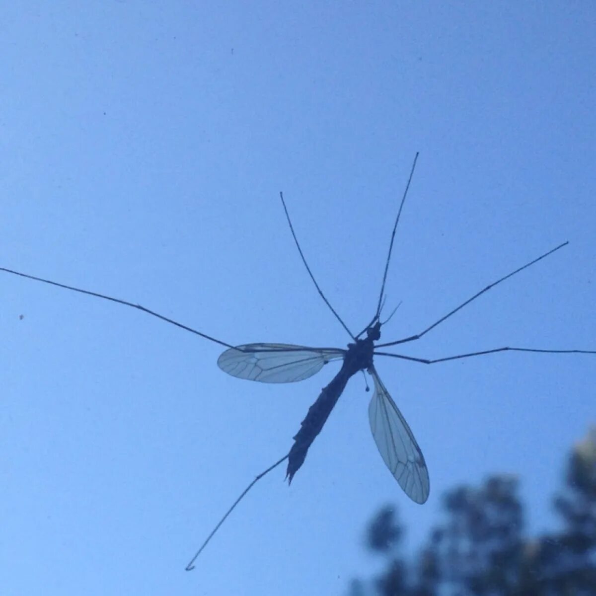 Как называется большой комар. Комар гигант - долгоножка. Личинка комара долгоножки. Самый большой комар в мире. Карамора комар.