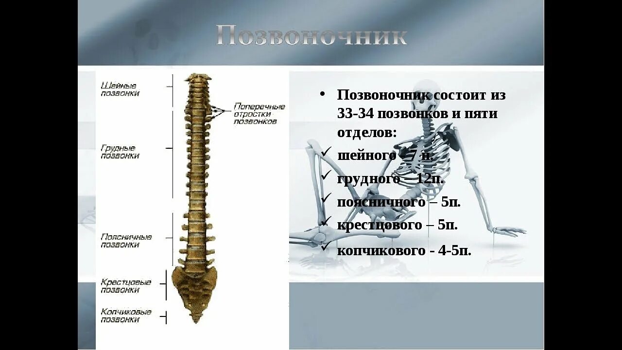 Грудной отдел позвоночника скелет. Поясничный отдел позвоночника состоит из. Копчиковый отдел позвоночника состоит из. 5 Отделов позвоночника.