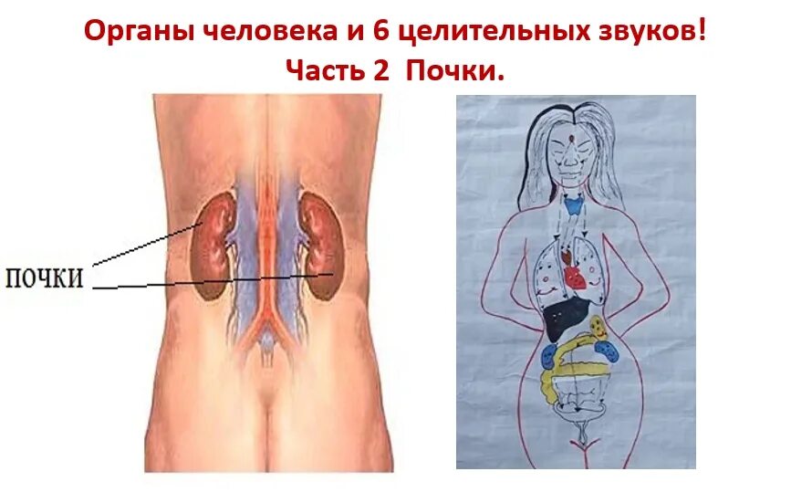 Местоположение почек в организме. Где находятся почки у человека. Строение тела человека почки. Строение органов человека почки. Местоположение почек.