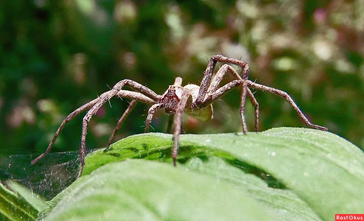 Паук волк с паучатами. Паучиха длинные ноги. Пауки на даче. Паук волк с коконом. Паучиха 2013.
