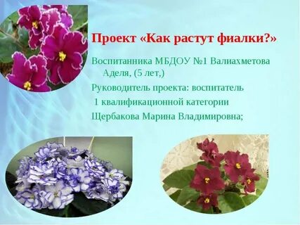Фиалка комнатная описание