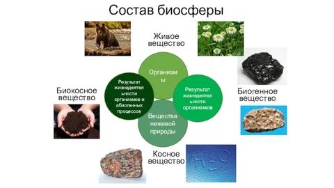 Что не входит в состав биосферы
