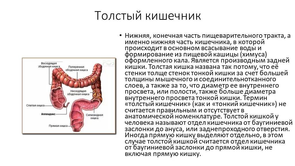 Строение и функции толстой кишки в пищеварении. Пищеварительная функция Толстого кишечника. Функции Толстого кишечника в пищеварении. Всасывающая функция Толстого кишечника. Толстая кишка среда