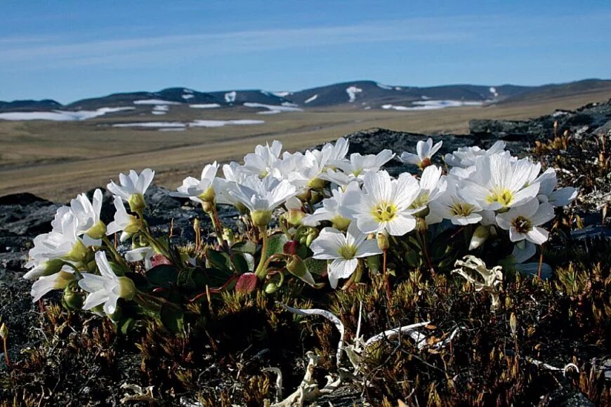камнеломка в тундре. камнеломка в арктике. остров врангеля полярный мак. камчатка паррия голостебельная. арктический заповедник растения.