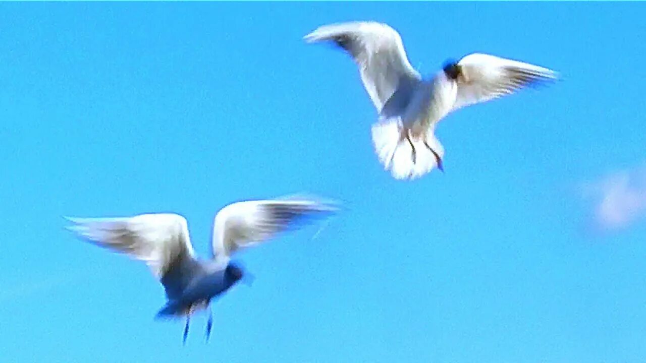 Белые птицы кружат над крышами слушать. Птицы для видеомонтажа. Чайка футаж. Футажи птицы. Красивый полет птицы футаж.