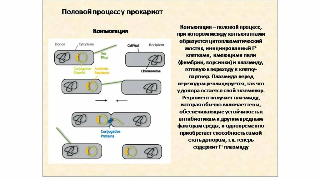 Значение прокариот