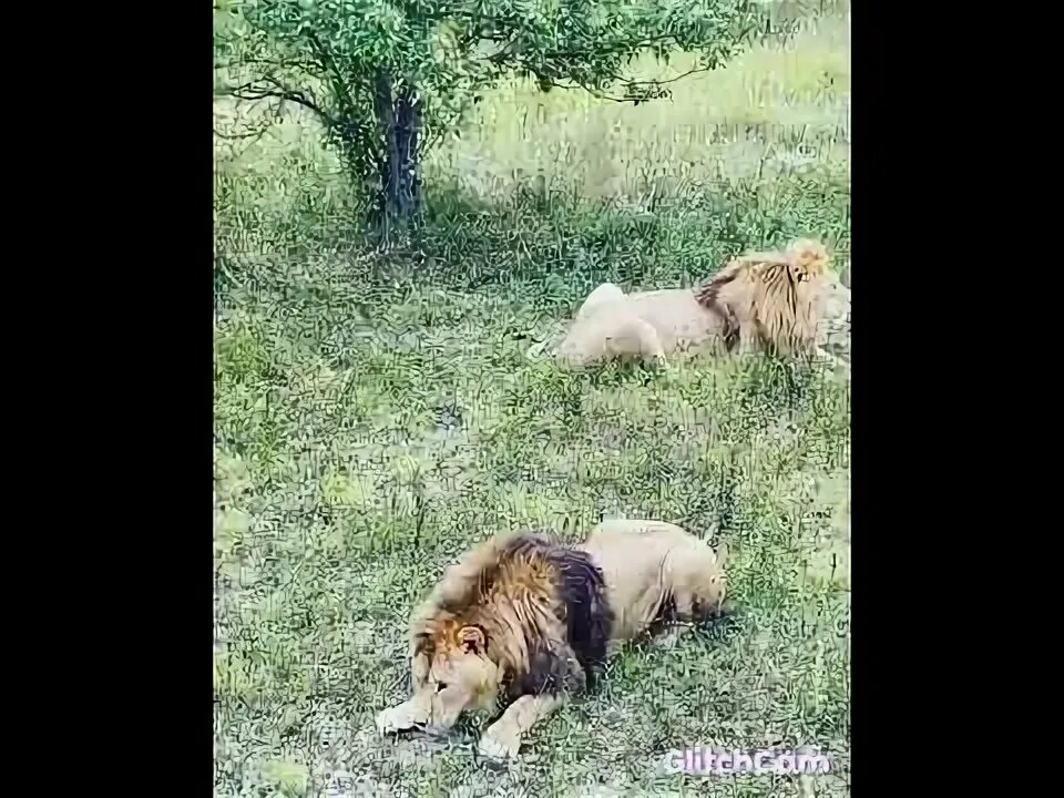 Тайган про люсю. Тайган собака путин. парк тайган крым ви део татьяня алексакиной.
